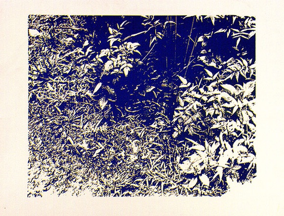 Artist: b'Conacher, Andrew.' | Title: b'(Poster of plants).' | Date: c.1974 | Technique: b'screenprint, printed in blue ink, from one stencil' Artist: b'Conacher, Andrew.' | Title: b'(Poster of plants).' | Date: c.1974 | Technique: b'screenprint, printed in blue ink, from one stencil'