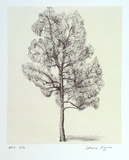 Artist: b'Pilgrim, Catherine.' | Title: b'not titled [narrow tree]' | Date: 2001, March | Technique: b'lithograph, printed in colour, from two stones (image in black, cream tint)'