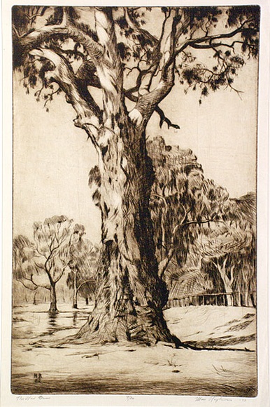 Artist: b'Ragless, Max.' | Title: b'The red gum' | Date: 1933 | Technique: b'drypoint, printed in brown ink with plate-tone, from one plate' | Copyright: b'\xc2\xa9 Max Ragless' Artist: b'Ragless, Max.' | Title: b'The red gum' | Date: 1933 | Technique: b'drypoint, printed in brown ink with plate-tone, from one plate' | Copyright: b'\xc2\xa9 Max Ragless'