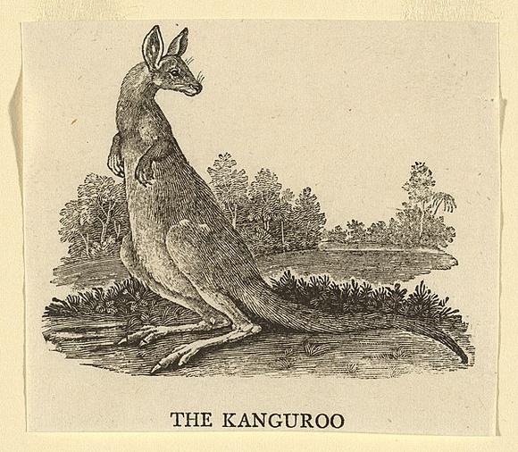 Artist: b'Bewick, Thomas' | Title: b'The Kanguroo.' | Date: 1790 | Technique: b'wood-engraving, printed in black ink, from one block' Artist: b'Bewick, Thomas' | Title: b'The Kanguroo.' | Date: 1790 | Technique: b'wood-engraving, printed in black ink, from one block'