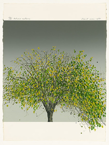 Artist: b'Rose, David.' | Title: b'Autumn mulberry' | Date: 1977 | Technique: b'screenprint, printed in colour, from multiple stencils' Artist: b'Rose, David.' | Title: b'Autumn mulberry' | Date: 1977 | Technique: b'screenprint, printed in colour, from multiple stencils'