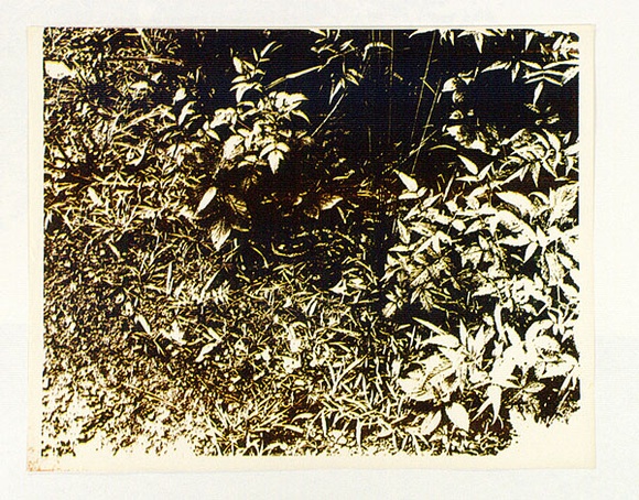 Artist: b'Conacher, Andrew.' | Title: b'(Poster of plants).' | Date: c.1974 | Technique: b'screenprint, printed in colour, from two stencils in blue and yellow ink' Artist: b'Conacher, Andrew.' | Title: b'(Poster of plants).' | Date: c.1974 | Technique: b'screenprint, printed in colour, from two stencils in blue and yellow ink'