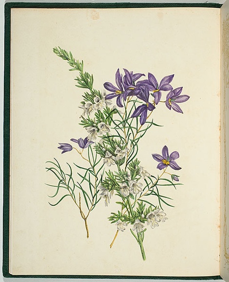 Artist: b'De Mole, Fanny.' | Title: b'Rosmarinifolius and linearis.' | Date: 1861 | Technique: b'lithograph, printed in black ink, from one stone; hand-coloured' Artist: b'De Mole, Fanny.' | Title: b'Rosmarinifolius and linearis.' | Date: 1861 | Technique: b'lithograph, printed in black ink, from one stone; hand-coloured'