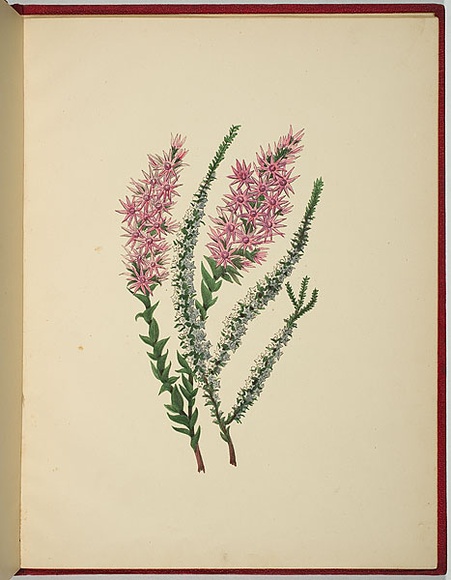 Artist: b'WALKER, Annie' | Title: b'Epacris microphylla and sprengelia incarnata.' | Date: 1887 | Technique: b'lithograph, printed in black ink, from one stone; hand-coloured' Artist: b'WALKER, Annie' | Title: b'Epacris microphylla and sprengelia incarnata.' | Date: 1887 | Technique: b'lithograph, printed in black ink, from one stone; hand-coloured'