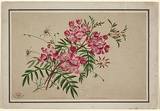 Artist: Scott, Helena. | Title: Australian floral series: Boronia pinnata, Actinotus minor, Sydney | Date: c.1880 | Technique: lithograph, printed in colour, from multiple stones