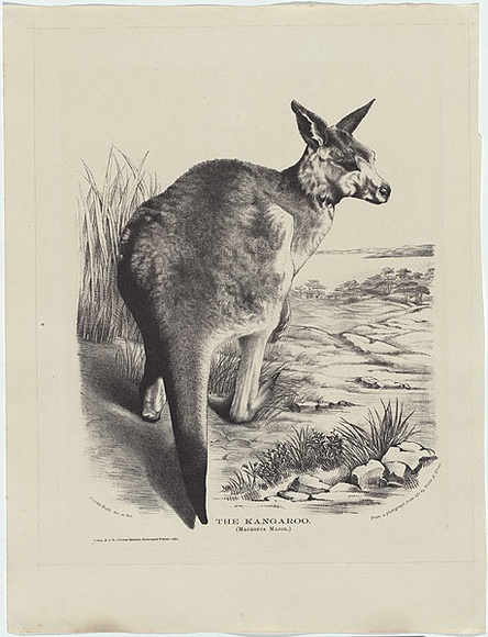 Artist: b'Scott, Harriet.' | Title: b'The Kangaroo (Macropus major).' | Date: 1868 | Technique: b'lithograph, printed in black ink, from one stone' Artist: b'Scott, Harriet.' | Title: b'The Kangaroo (Macropus major).' | Date: 1868 | Technique: b'lithograph, printed in black ink, from one stone'