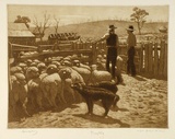 Artist: LINDSAY, Lionel | Title: Drafting sheep | Date: 1947 | Technique: mezzotint, roulette and etching, printed in burnst sienna ink, from one plate | Copyright: Courtesy of the National Library of Australia