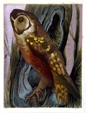Artist: GRIFFIN, Murray | Title: The owl | Date: 1966 | Technique: linocut, printed in colour, from multiple blocks