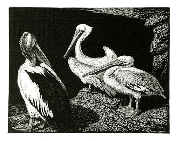 Artist: b'LINDSAY, Lionel' | Title: b'Pelicans' | Date: 1938 | Technique: b'wood-engraving, printed in black ink, from one block' | Copyright: b'Courtesy of the National Library of Australia' Artist: b'LINDSAY, Lionel' | Title: b'Pelicans' | Date: 1938 | Technique: b'wood-engraving, printed in black ink, from one block' | Copyright: b'Courtesy of the National Library of Australia'
