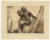 Title: Australian koalas | Date: c.1929 | Technique: line etching, printed in brown ink with plate-tone, from one plate